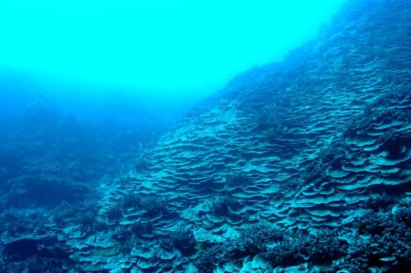 cabbage coral 